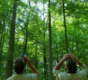Forstleute bei der Waldzustandserhebung Forstleute bei der Waldzustandserhebung