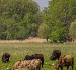 Beweidungsprojekt Selztal, Foto: Heike Strücker Beweidungsprojekt Selztal, Foto: Heike Strücker