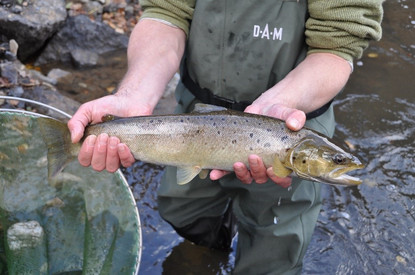Fischerei Eine Person steht knietief in einem Fluss und hält mit beiden Händen einen frisch gefangenen Fisch. Die Person trägt grüne Angelkleidung. Unter dem Fisch ist ein Fangnetz, aus dem der Fisch gerade herausgehoben wurde. Im Hintergrund sind Steine und fließendes Wasser zu sehen.