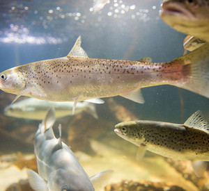 Salmon swimming LAchs