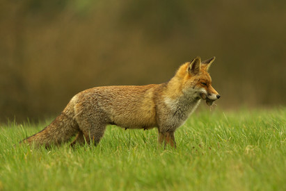 Tollwut Fuchs