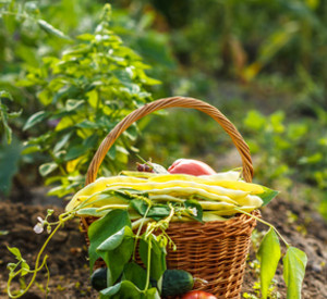 Korm mit geerntetem Gemüse aus dem Garten, Foto: fotolia Korm mit geerntetem Gemüse aus dem Garten, Foto: fotolia