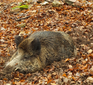 Wildschwein