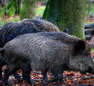 Wildschweine