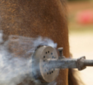 Schenkelbrand bei einem Pferd, Foto: istockphoto Schenkelbrand bei einem Pferd, Foto: istockphoto