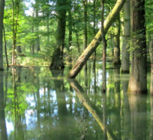 Alteichen im Auwald, Foto: Ernst-Christrian Driedger Alteichen im Auwald, Foto: Ernst-Christrian Driedger