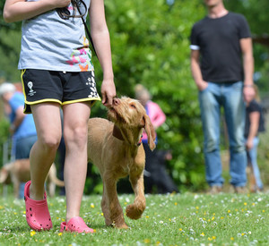 Hundeschule