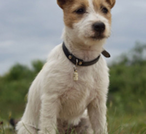 Jack Russell Terrier, Foto: Pixabay