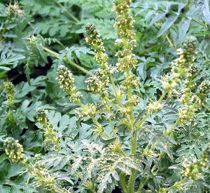 Ambrosia-Pflanze, Foto: ambrosia.ch Ambrosia-Pflanze, Foto: ambrosia.ch