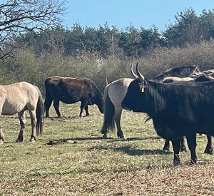 Taurus-Rinder und Konik-Pferde auf der Weide
