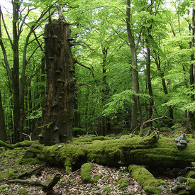 Totholz im Nationalpark